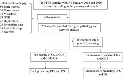 Clinical Significance of a CD3/CD8-Based Immunoscore in Neuroblastoma Patients Using Digital Pathology